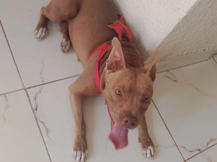 Cachorro raça Pit-Bull idade 2 anos nome Pétala 