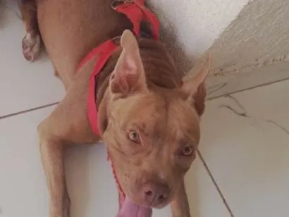 Cachorro raça Pit-Bull idade 2 anos nome Pétala 