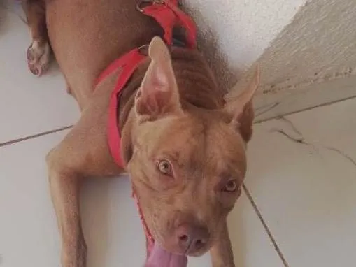Cachorro raça Pit-Bull idade 2 anos nome Pétala 