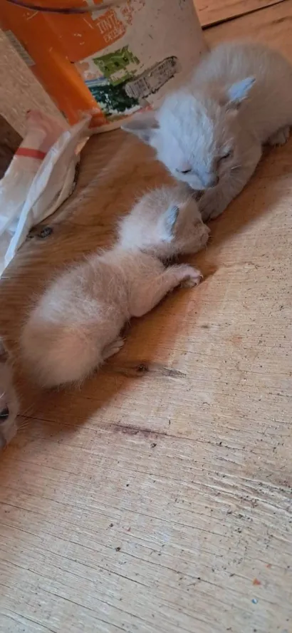 Gato raça SRD-ViraLata idade Abaixo de 2 meses nome Não tem