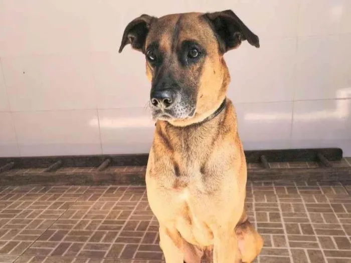 Cachorro raça SRD-ViraLata idade 4 anos nome Jacob
