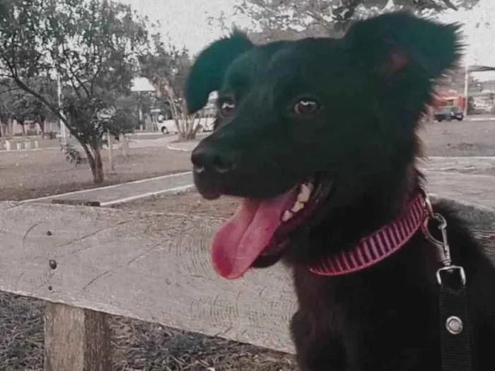 Cachorro raça SRD-ViraLata idade 5 anos nome Telma