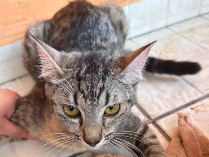 Gato raça SRD-ViraLata idade 7 a 11 meses nome Maggie 