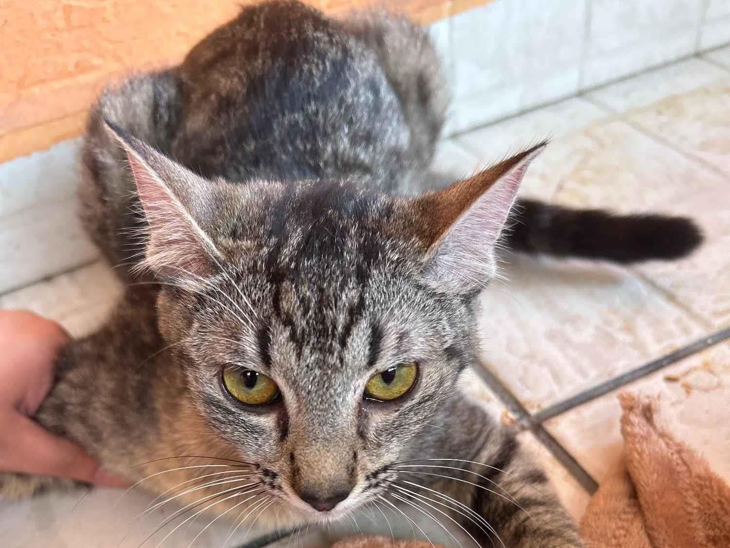 Gato raça SRD-ViraLata idade 7 a 11 meses nome Maggie 