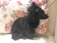 Cachorro raça SRD-ViraLata idade 2 anos nome Purely