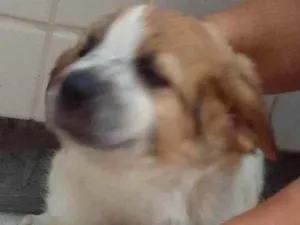 Cachorro raça SRD-ViraLata idade 2 a 6 meses nome Pipoca 