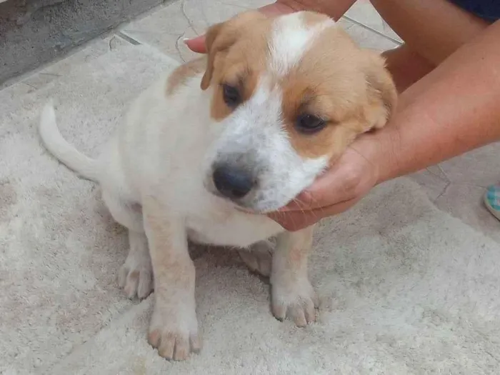 Cachorro raça SRD-ViraLata idade 2 a 6 meses nome Bebê 