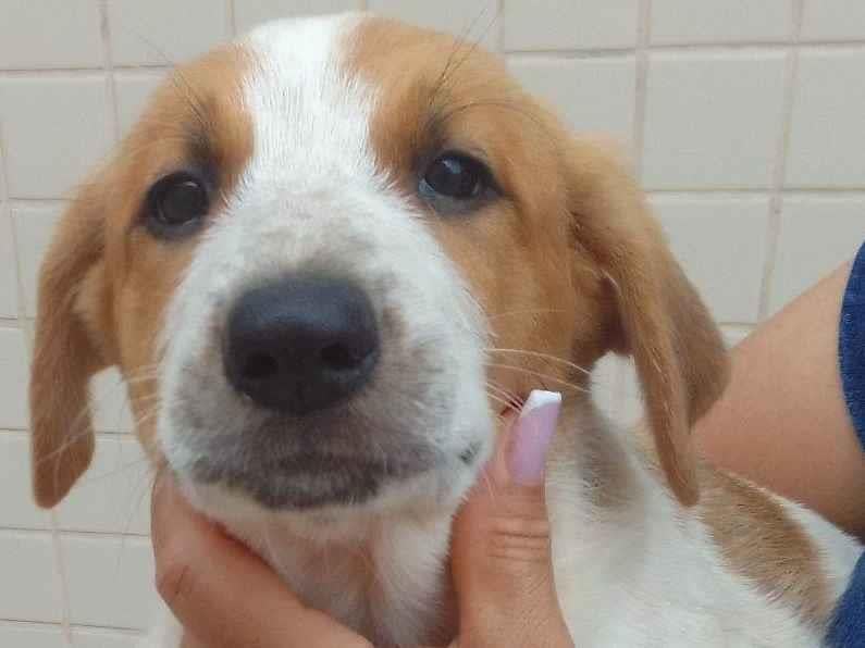 Cachorro raça SRD-ViraLata idade 2 a 6 meses nome Soneca 