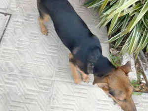 Cachorro raça Pastor Alemão idade 2 a 6 meses nome Renzo