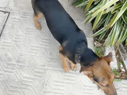 Cachorro raça Pastor Alemão idade 2 a 6 meses nome Renzo