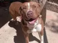 Cachorro raça Pit-Bull idade 2 anos nome Bud