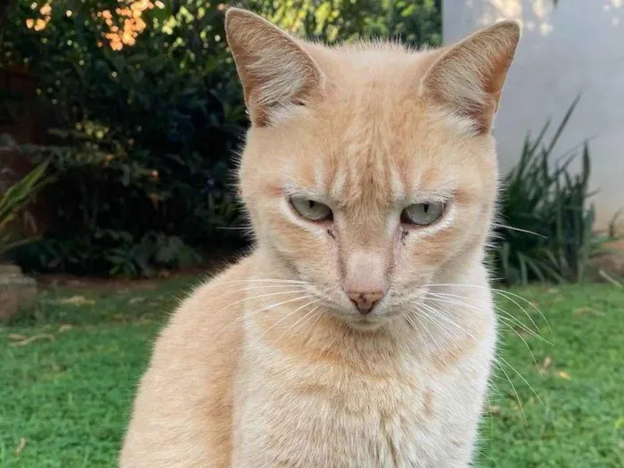 Gato raça SRD-ViraLata idade 4 anos nome Mila