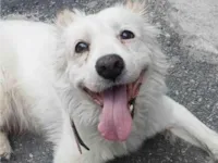 Cachorro raça SRD-ViraLata idade 5 anos nome Banco