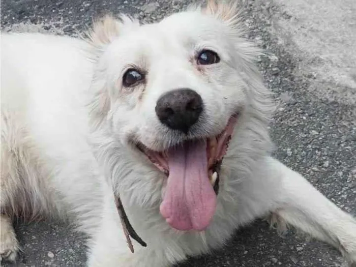 Cachorro raça SRD-ViraLata idade 5 anos nome Banco