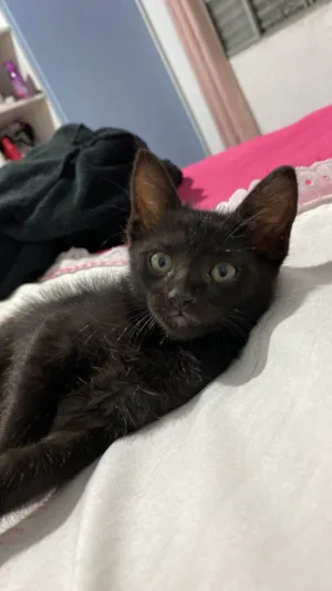 Gato raça SRD-ViraLata idade Abaixo de 2 meses nome Josefina 