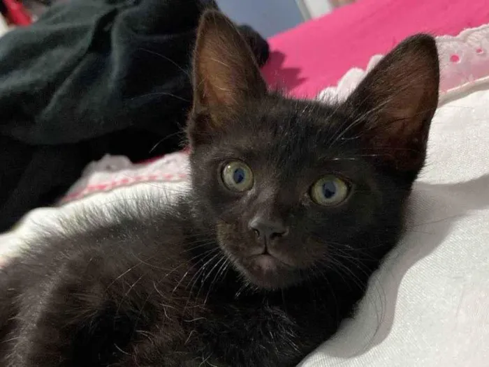 Gato raça SRD-ViraLata idade Abaixo de 2 meses nome Josefina 