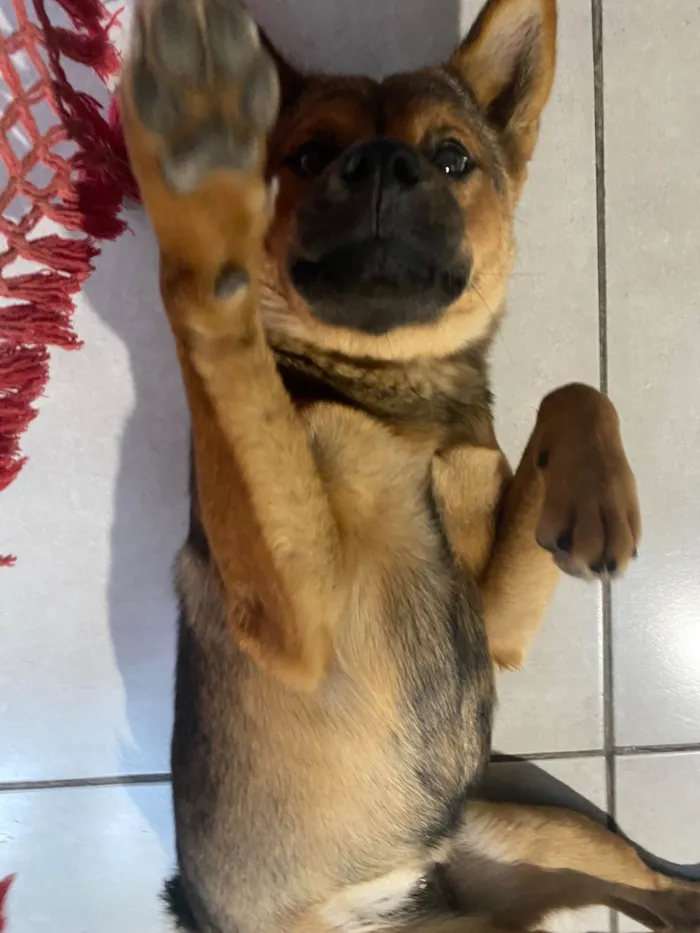 Cachorro raça SRD-ViraLata idade 1 ano nome Titita