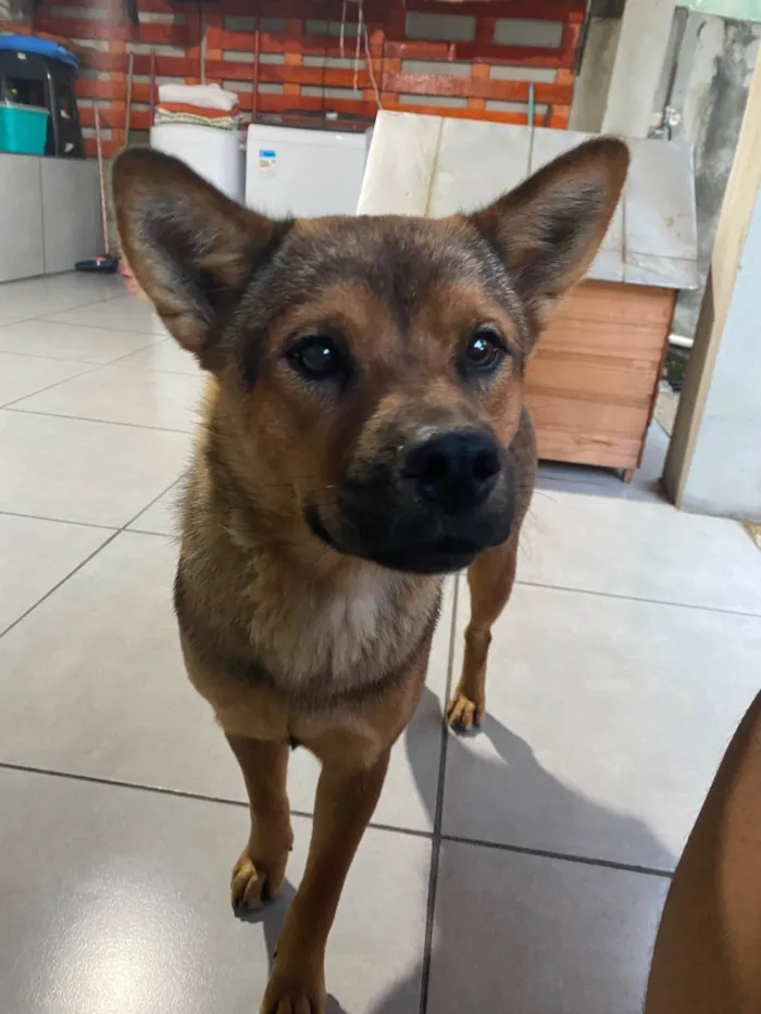 Cachorro raça SRD-ViraLata idade 1 ano nome Titita