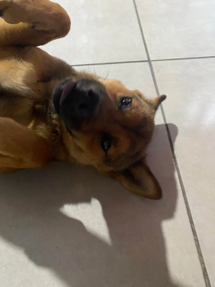 Cachorro raça SRD-ViraLata idade 1 ano nome Titita
