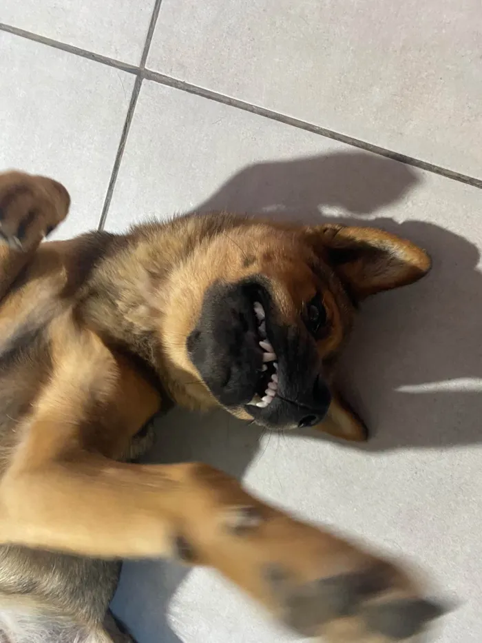 Cachorro raça SRD-ViraLata idade 1 ano nome Titita