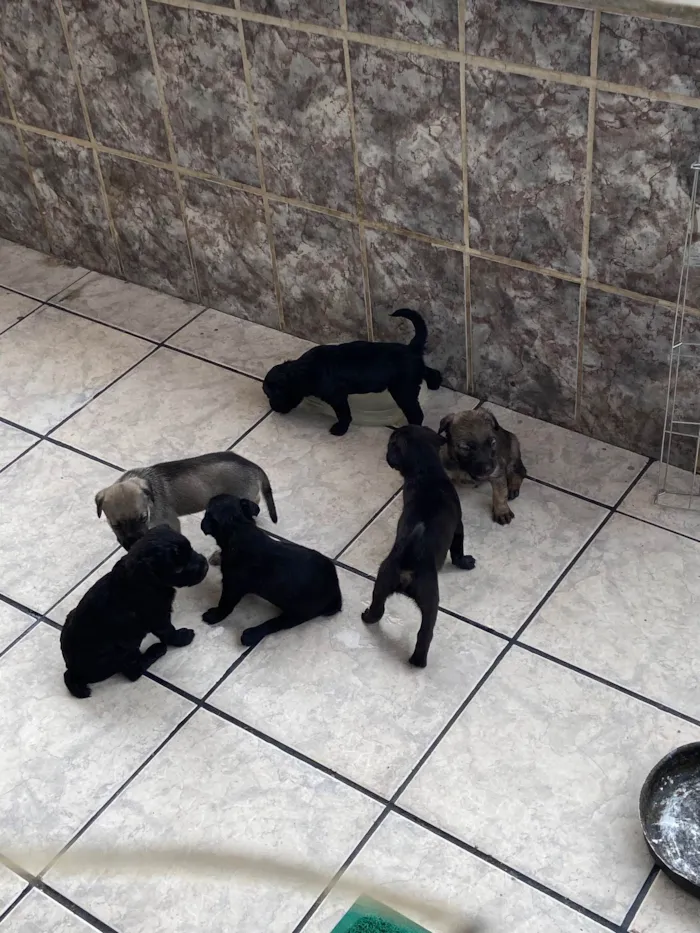 Cachorro raça SRD-ViraLata idade Abaixo de 2 meses nome filhotes