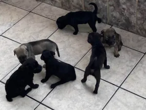 Cachorro raça SRD-ViraLata idade Abaixo de 2 meses nome filhotes