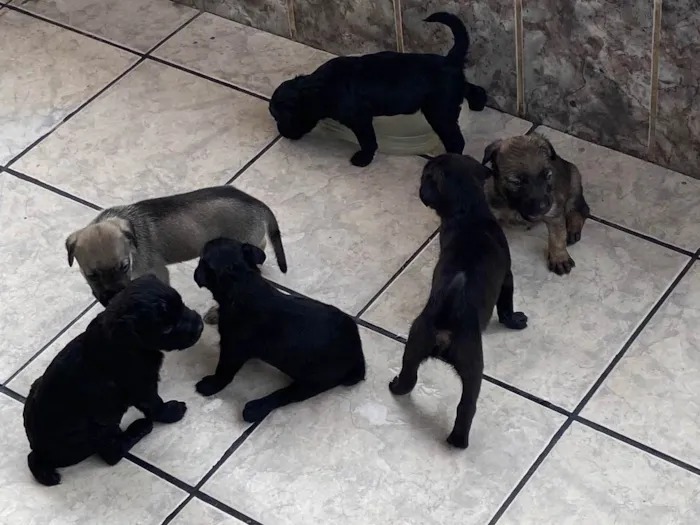 Cachorro raça SRD-ViraLata idade Abaixo de 2 meses nome filhotes
