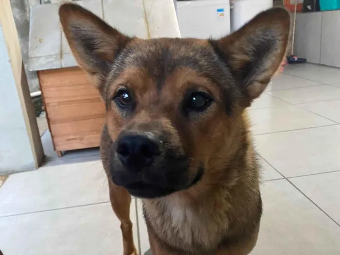 Cachorro raça SRD-ViraLata idade 1 ano nome Titita