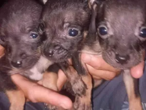 Cachorro raça SRD-ViraLata idade 2 a 6 meses nome Sem nome ainda 