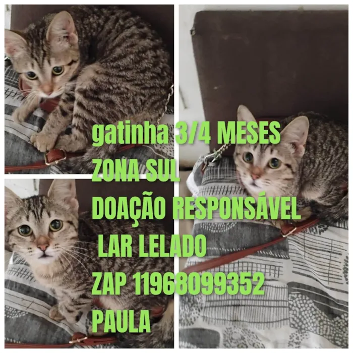 Gato raça SRD-ViraLata idade 2 a 6 meses nome Penélope 