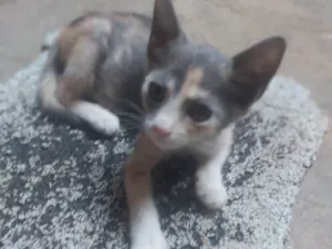 Gato raça SRD-ViraLata idade 2 a 6 meses nome Patches ( retalhos)