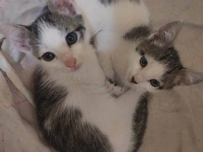 Gato raça SRD-ViraLata idade 2 a 6 meses nome Arthurs , Porthus