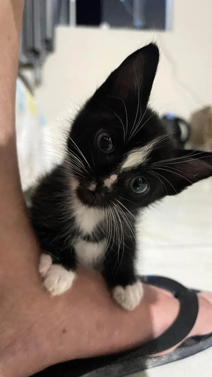 Gato raça SRD-ViraLata idade Abaixo de 2 meses nome Não tem 