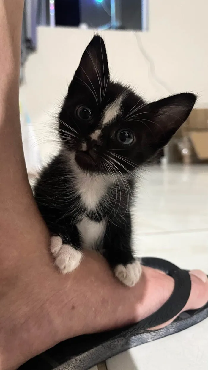 Gato raça SRD-ViraLata idade Abaixo de 2 meses nome Não tem 