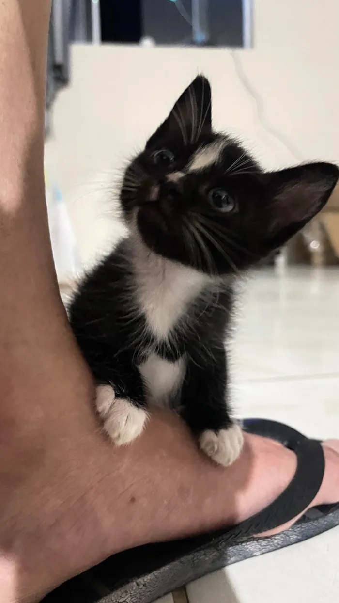 Gato raça SRD-ViraLata idade Abaixo de 2 meses nome Não tem 