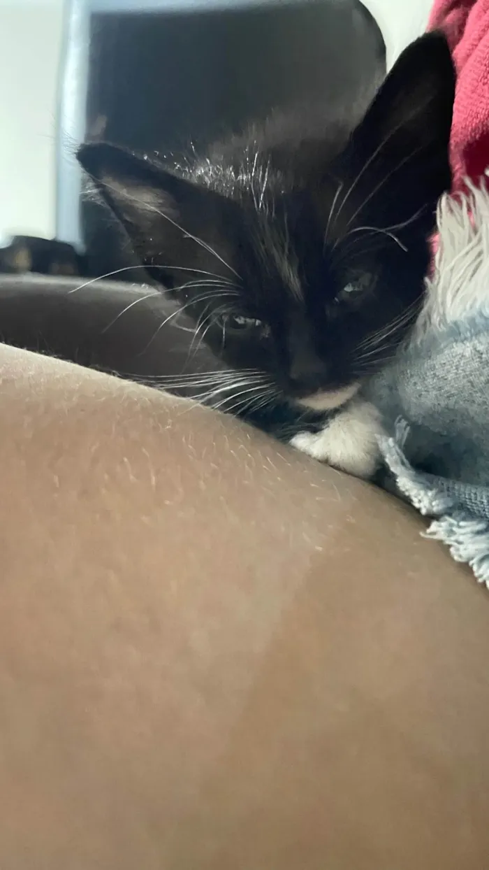 Gato raça SRD-ViraLata idade Abaixo de 2 meses nome Vários 