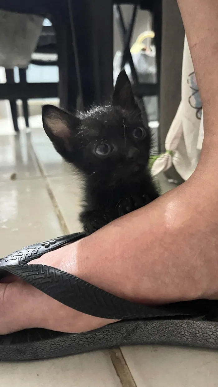 Gato raça SRD-ViraLata idade Abaixo de 2 meses nome Vários 