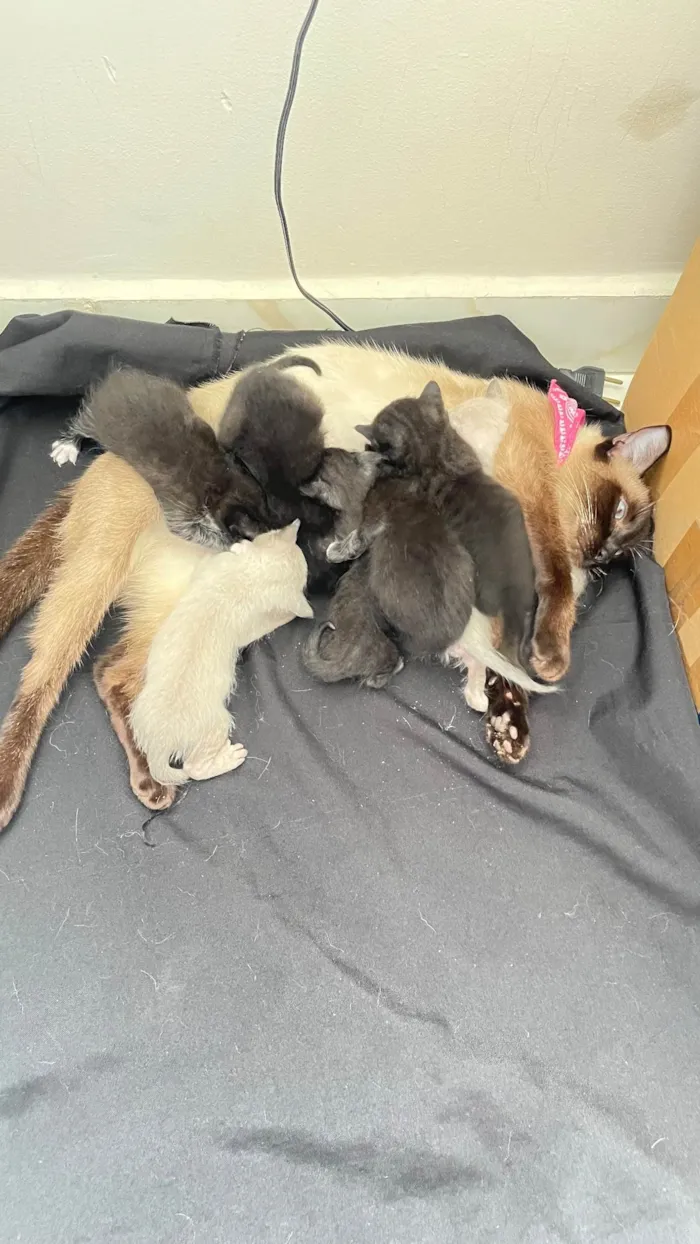 Gato raça SRD-ViraLata idade Abaixo de 2 meses nome Vários 