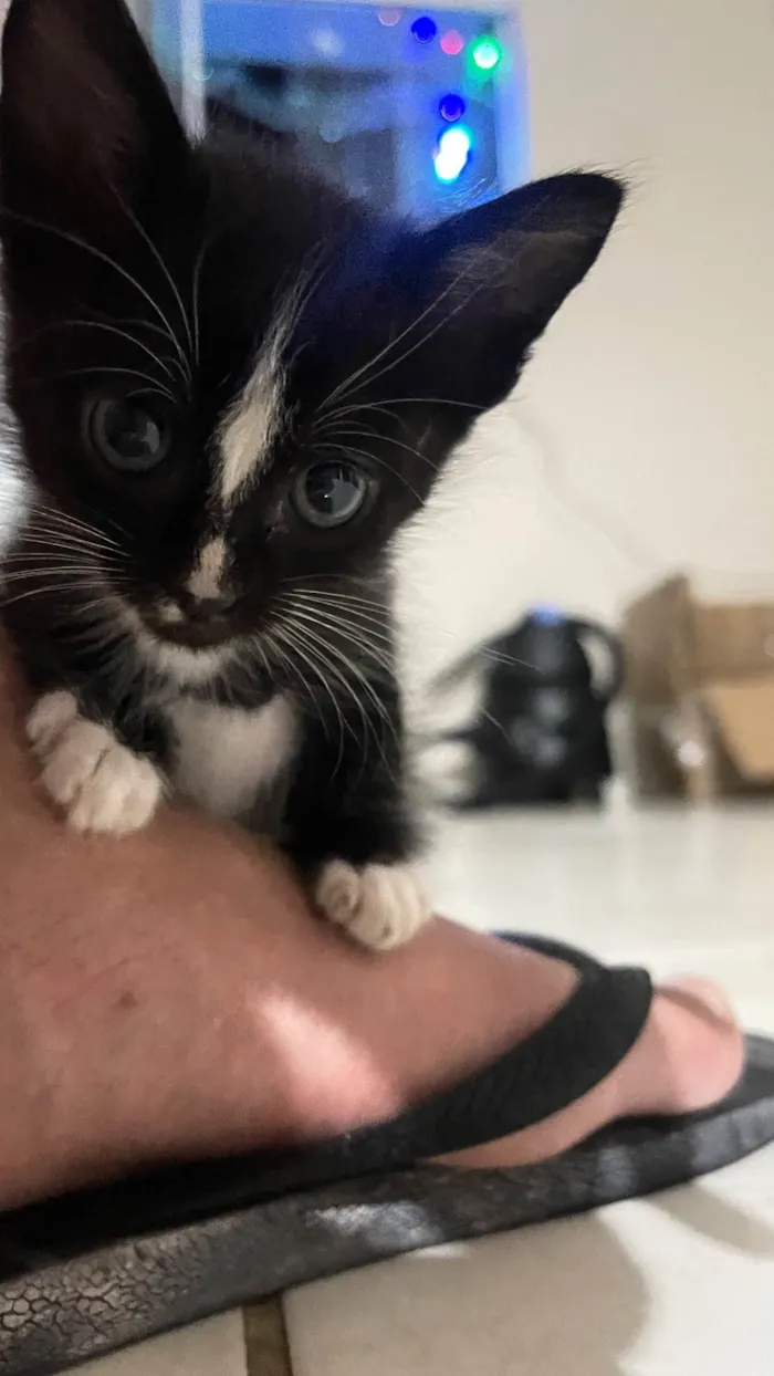 Gato raça SRD-ViraLata idade Abaixo de 2 meses nome Vários 