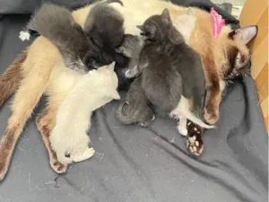 Gato raça SRD-ViraLata idade Abaixo de 2 meses nome Vários 