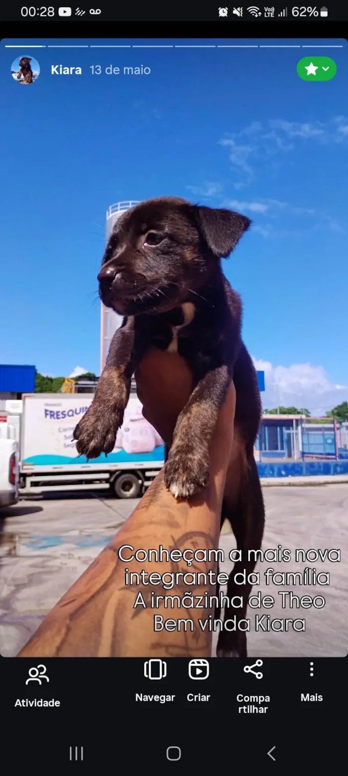 Cachorro raça SRD-ViraLata idade 2 a 6 meses nome Kiara