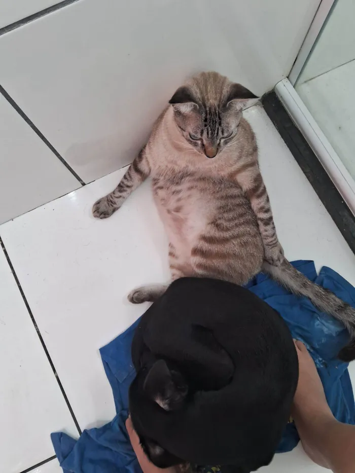 Cachorro raça SRD-ViraLata idade 2 a 6 meses nome Kiara