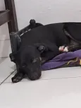 Cachorro raça SRD-ViraLata idade 2 a 6 meses nome Kiara