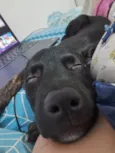 Cachorro raça SRD-ViraLata idade 2 a 6 meses nome Kiara