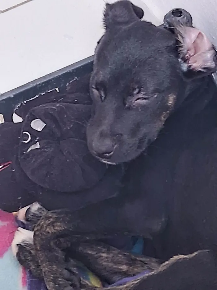 Cachorro raça SRD-ViraLata idade 2 a 6 meses nome Kiara