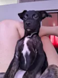 Cachorro raça SRD-ViraLata idade 2 a 6 meses nome Kiara