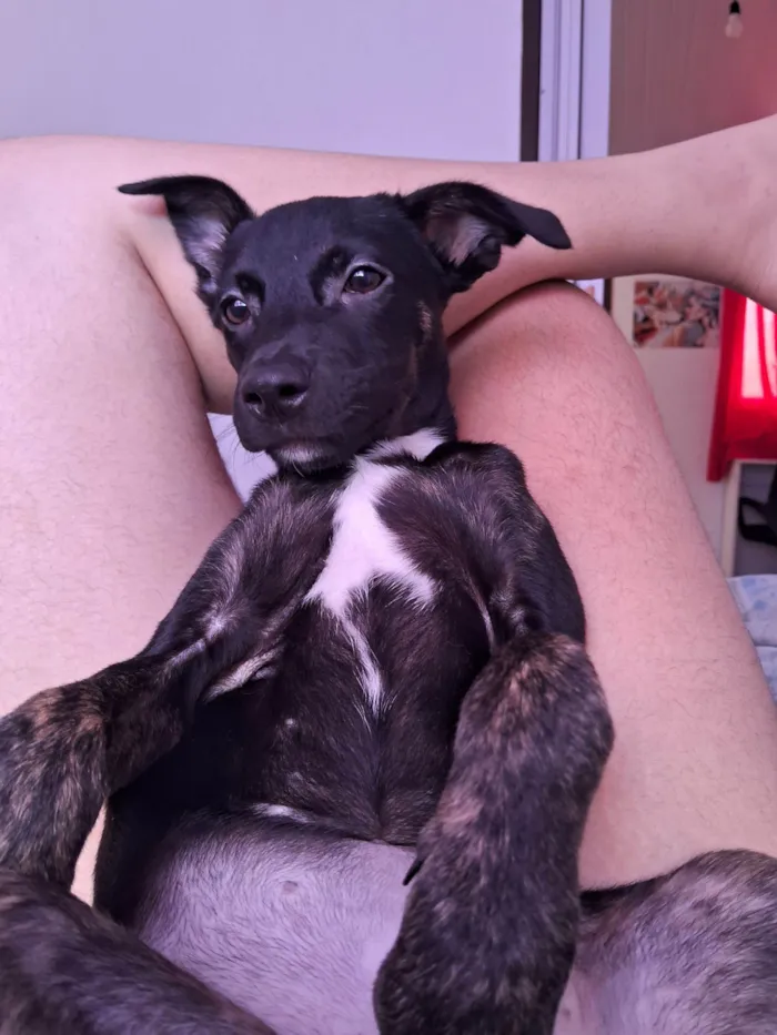 Cachorro raça SRD-ViraLata idade 2 a 6 meses nome Kiara