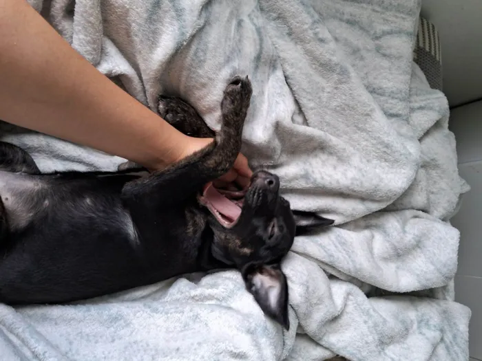 Cachorro raça SRD-ViraLata idade 2 a 6 meses nome Kiara