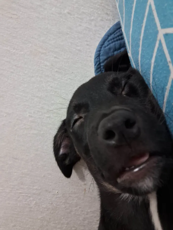 Cachorro raça SRD-ViraLata idade 2 a 6 meses nome Kiara