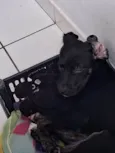 Cachorro raça SRD-ViraLata idade 2 a 6 meses nome Kiara